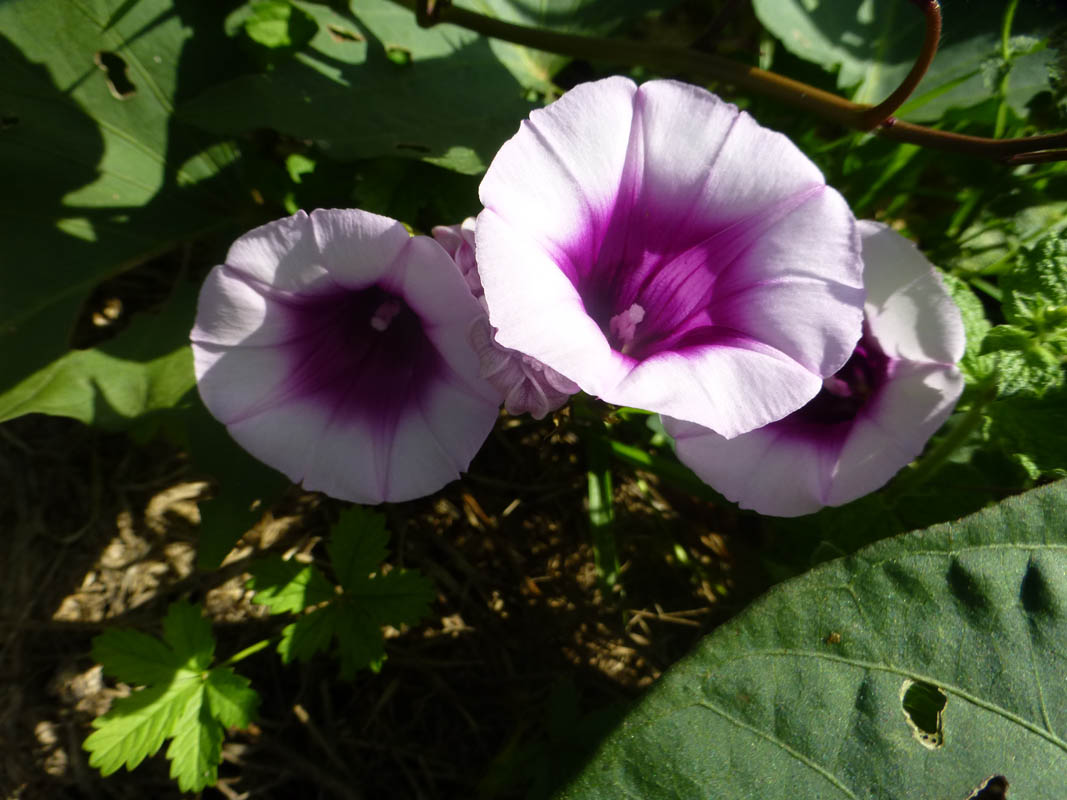 Ipomoea batatas photo